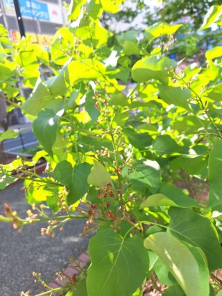 ライラック投稿写真　高橋さんの「新緑」