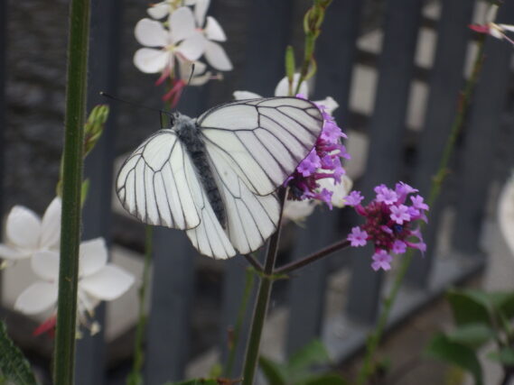 コンテナ花壇の花にとまった蝶