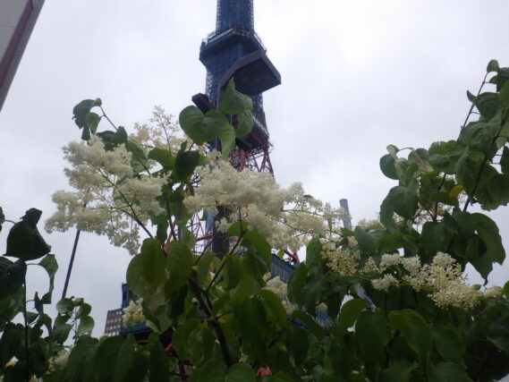 6月26日のハシドイの花の様子