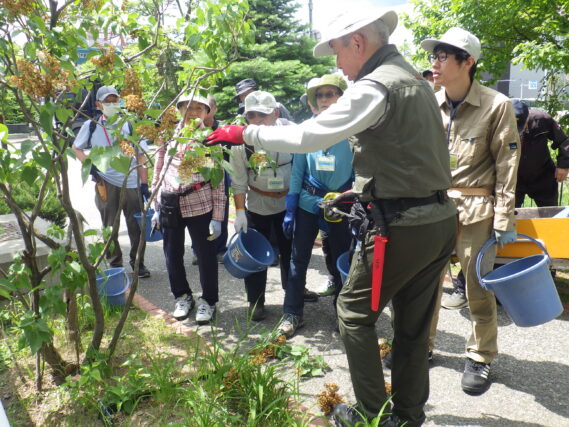 6月11日にライラックの花後剪定の句集を受ける植物ボランティア
