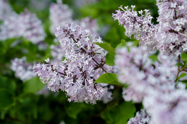ライラック投稿写真　長谷川さんの「遅咲きのライラック」
