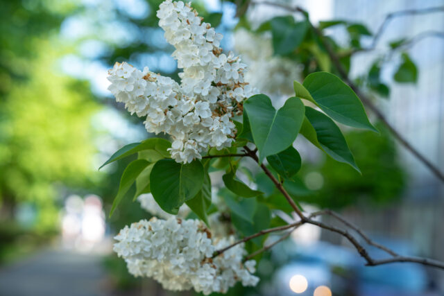 ライラック投稿写真　長谷川さんの「朽ち行く花」