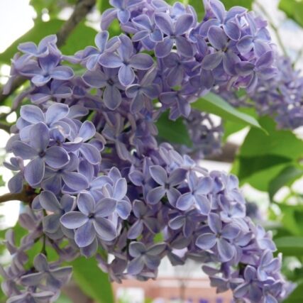 ライラック投稿写真　長田さんの「みっけ。」