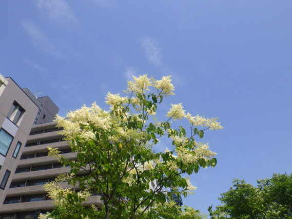 「ハシドイが咲き始めました」の画像