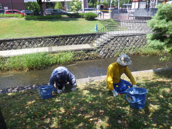 6月28日に芝生の除草をする除草ボランティア