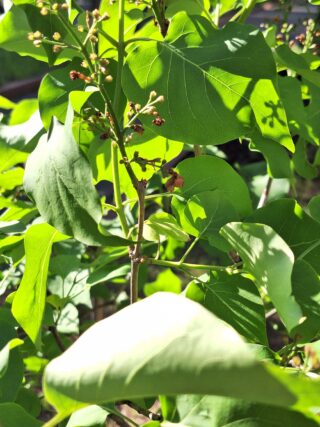 ライラック投稿写真　高橋さんの「もう新緑の6月はじめ」