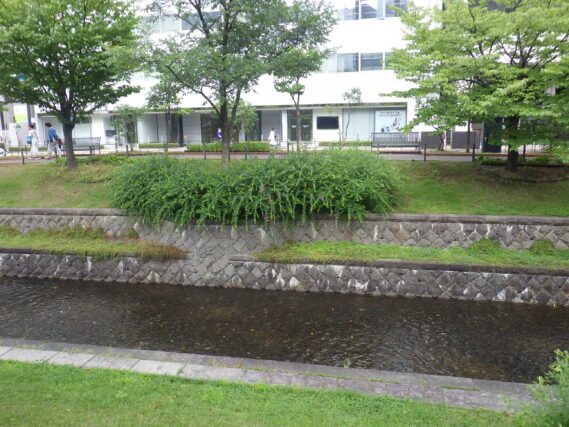 7月25日の南1条のハギの様子