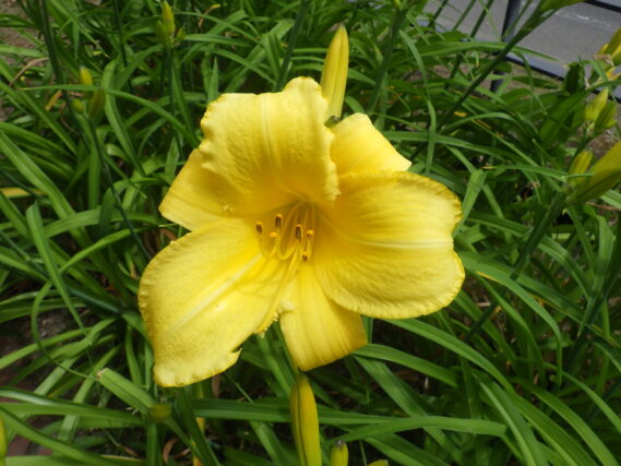 7月9日に咲いていたヘメロカリスのマリートッドの花