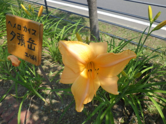 「ヘメロカリスの花が咲きました」の画像