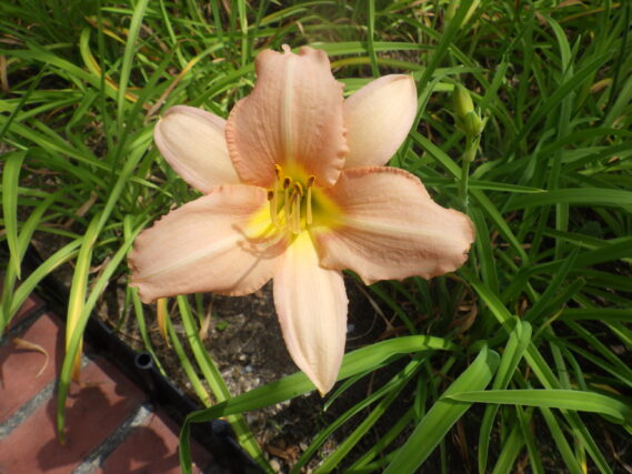 ヘメロカリス、エドナスポルディングの花