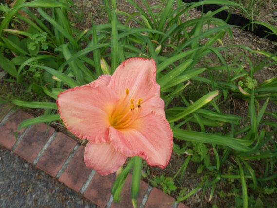 7月9日に咲いていたヘメロカリスのダンシングシバの花