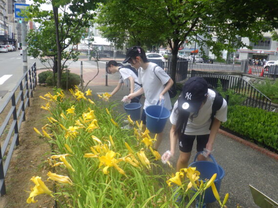 ヘメロカリスの花がら摘みをする高校生ボランティア