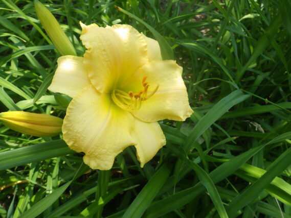 ヘメロカリス、江戸百景の花