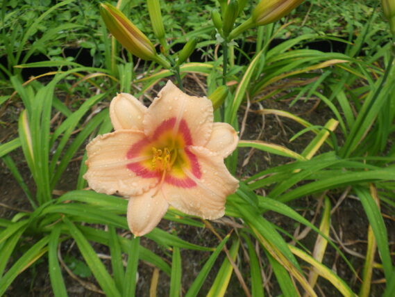 ヘメロカリス、チレッドアイの花