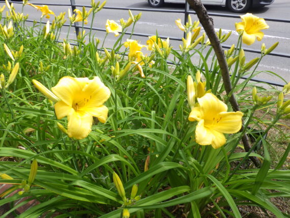 7月9日に咲いていたヘメロカリスのマリートッドの花