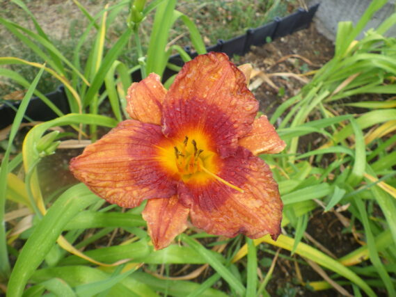 ヘメロカリス、チデュークオブダーハムの花