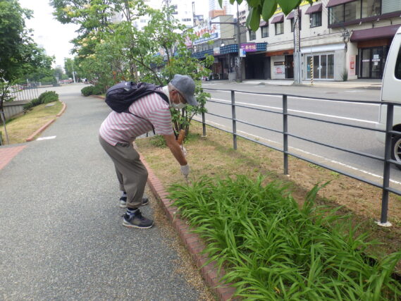 7月3日にヘメロカリスの名札付けの作業をするお助け隊