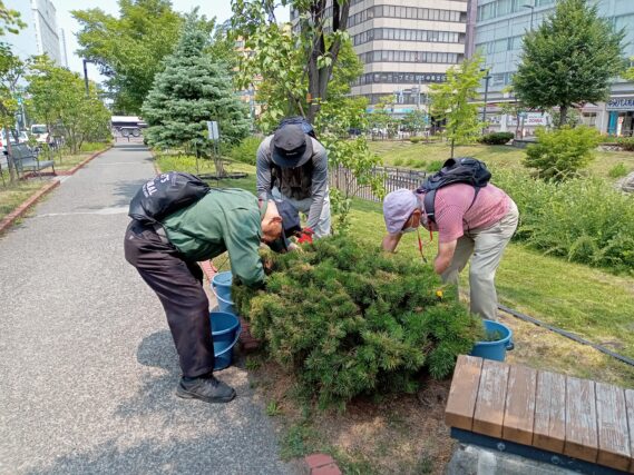 7月16日にモンタナマツの剪定をする植物ボランティア