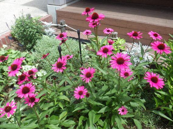 花壇で咲いていたピンクのエキナセアの花