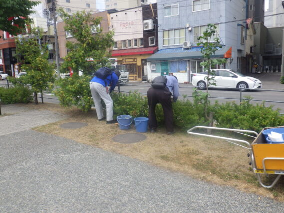 シモツケの花がら摘みをする植物ボランティア