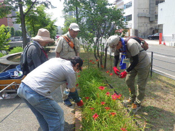 7月17日にヘメロカリスの花柄摘みをするお助け隊