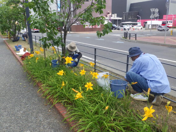 芝生の除草をする除草ボランティア