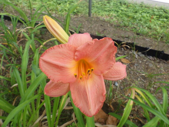 ヘメロカリス、ダンシングシバの花