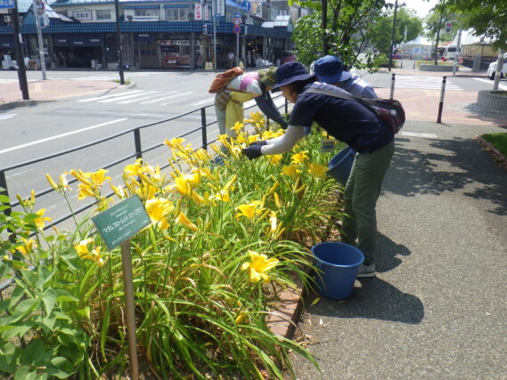 7月18日にヘメロカリスの花柄摘みをする花くらぶ