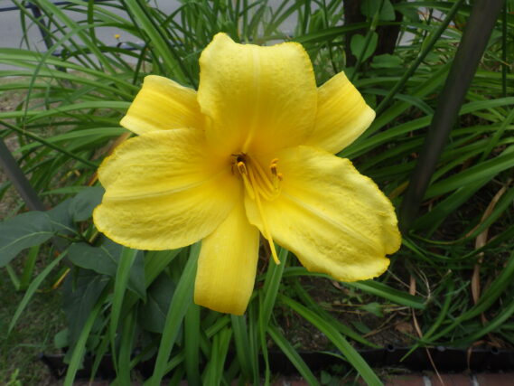 ヘメロカリス、パトリオットの花