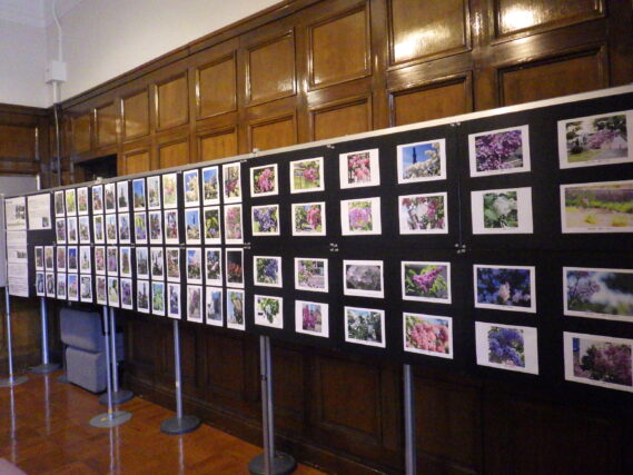 「ライラック投稿写真展が始まりました」の画像