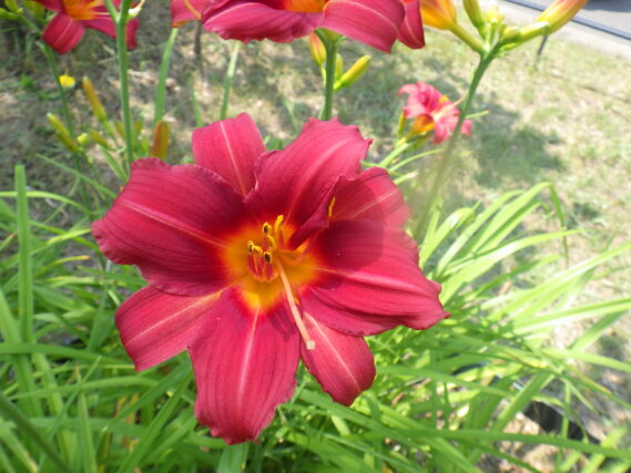 「ヘメロカリスと今週の公園ボランティア」の画像