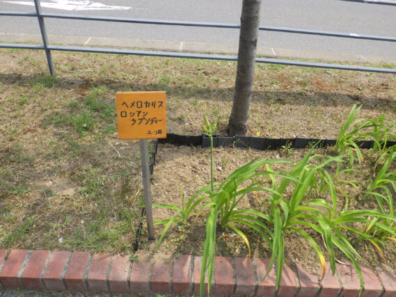 7月3日に付けたヘメロカリスの名札