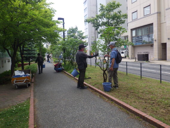 7月2日にライラックの選定作業をする植物ボランティア