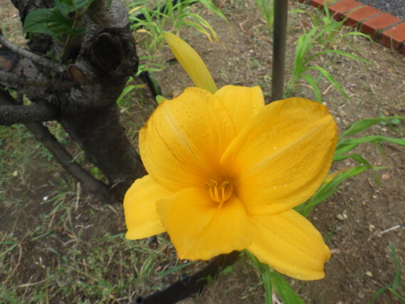 ヘメロカリス、黄河の花
