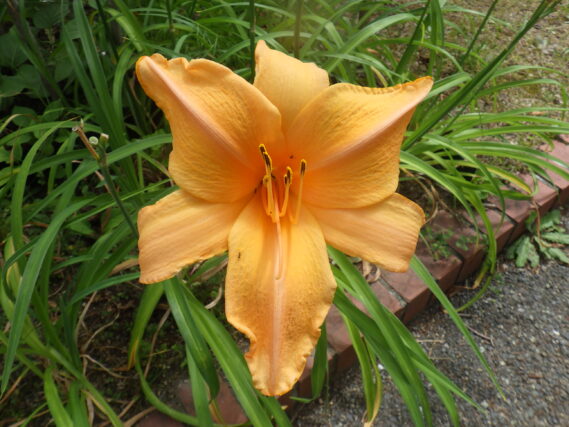 ヘメロカリス、夕張岳の花