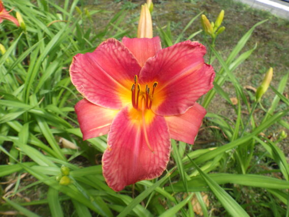 ヘメロカリス「ジェイ」の花