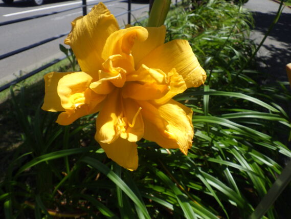 「ヘメロカリスも終盤」の画像