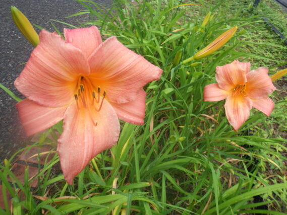 ヘメロカリス、チッパーチェリーの花