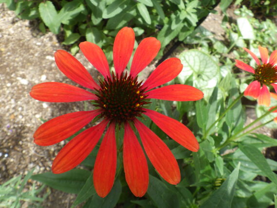 花壇で咲いていたオレンジのエキナセアの花