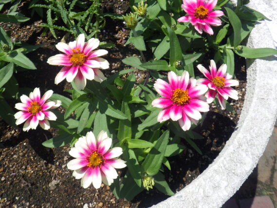 7月4日のまんなか広場コンテナのジニアの花