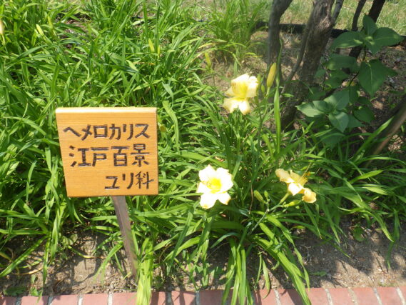 「花の名前も楽しいヘメロカリス」の画像