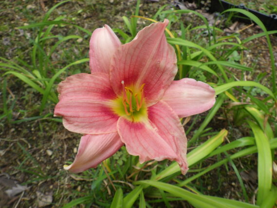 ヘメロカリス「トゥーシ―ローズ」の花
