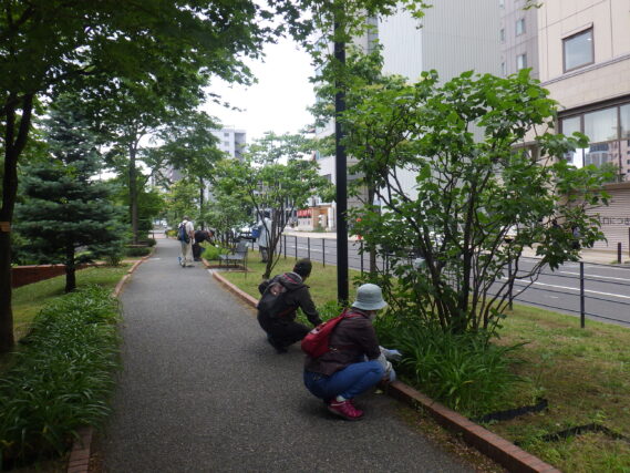 7月2日にライラックの選定作業をする植物ボランティア