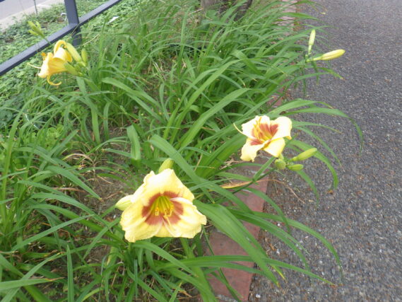 7月9日に咲いていたヘメロカリスのリトルビックマンの花