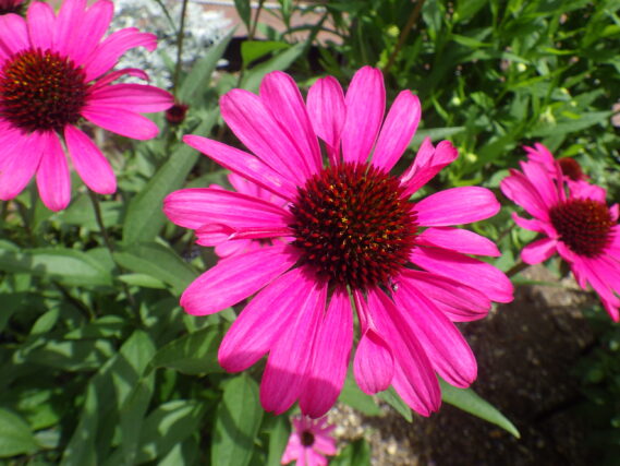 花壇で咲いていたピンクのエキナセアの花