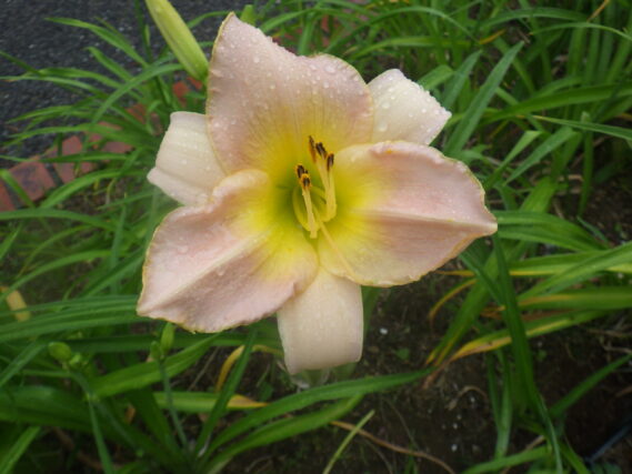 ヘメロカリス、ライラックスノーの花