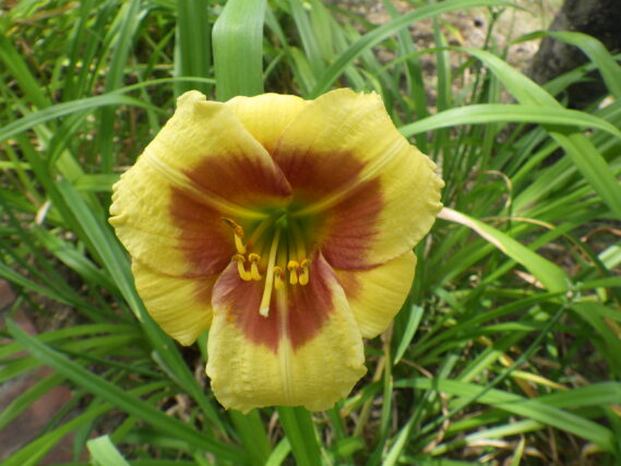 ヘメロカリス、リトルビックマンの花