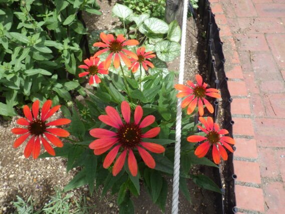 花壇で咲いていたオレンジのエキナセアの花