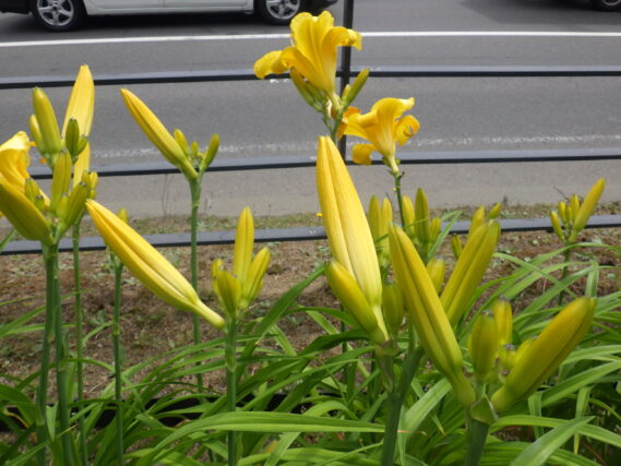 7月9日のヘメロカリスのマリートッドのつぼみ