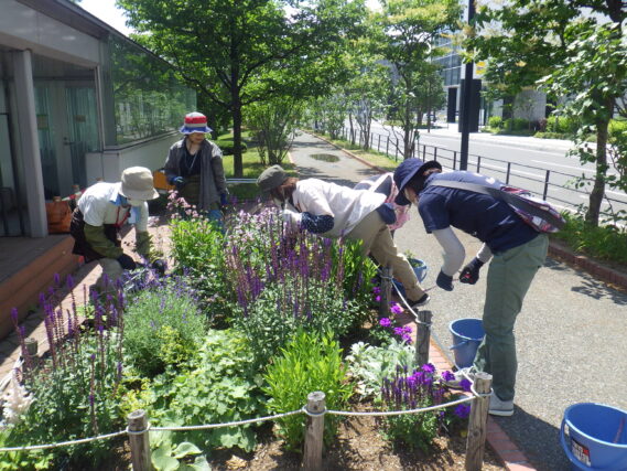 7月4日に花壇の手入れをする花くらぶ